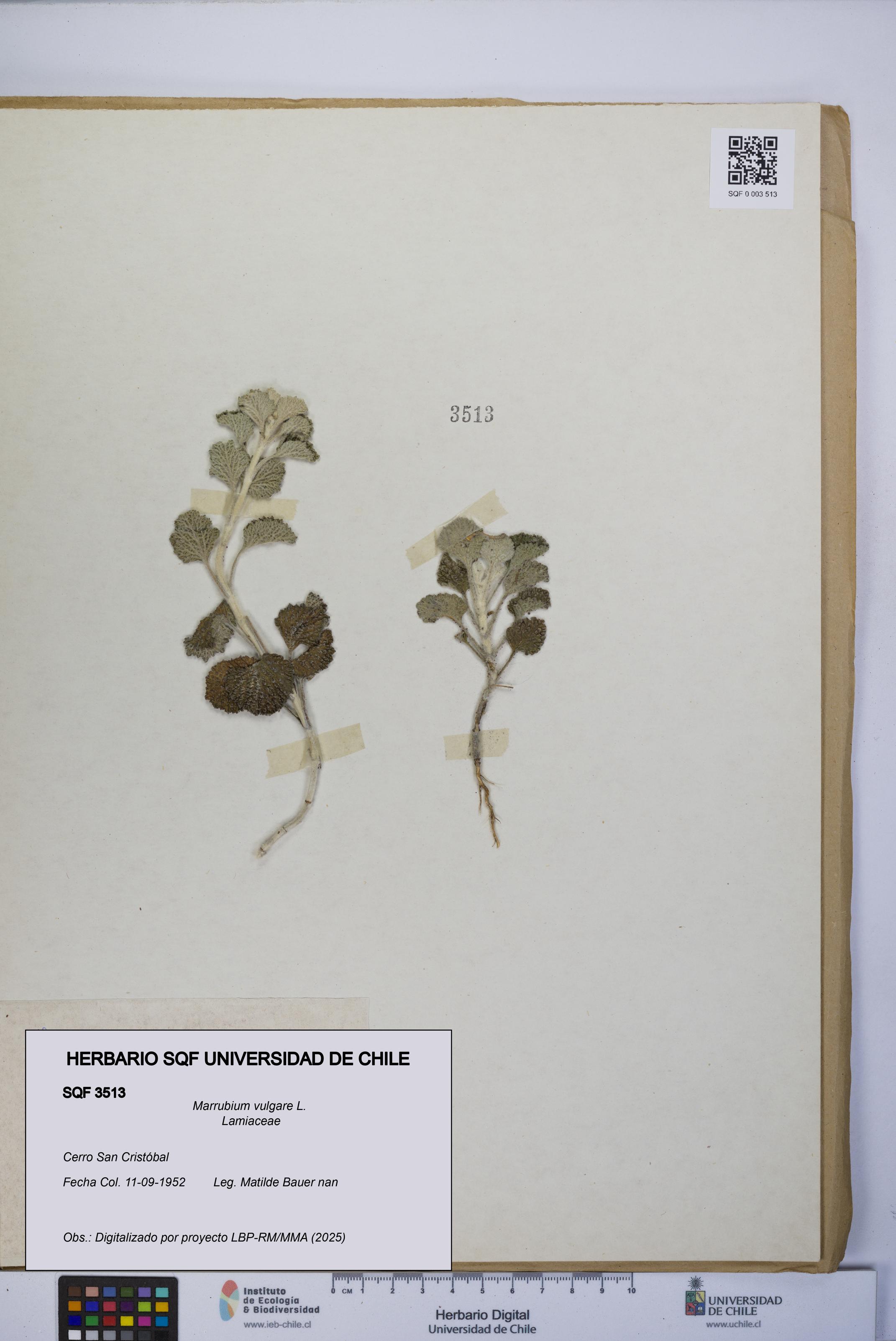 Marrubium vulgare [Espécimen: UCH:SQF:0003513]