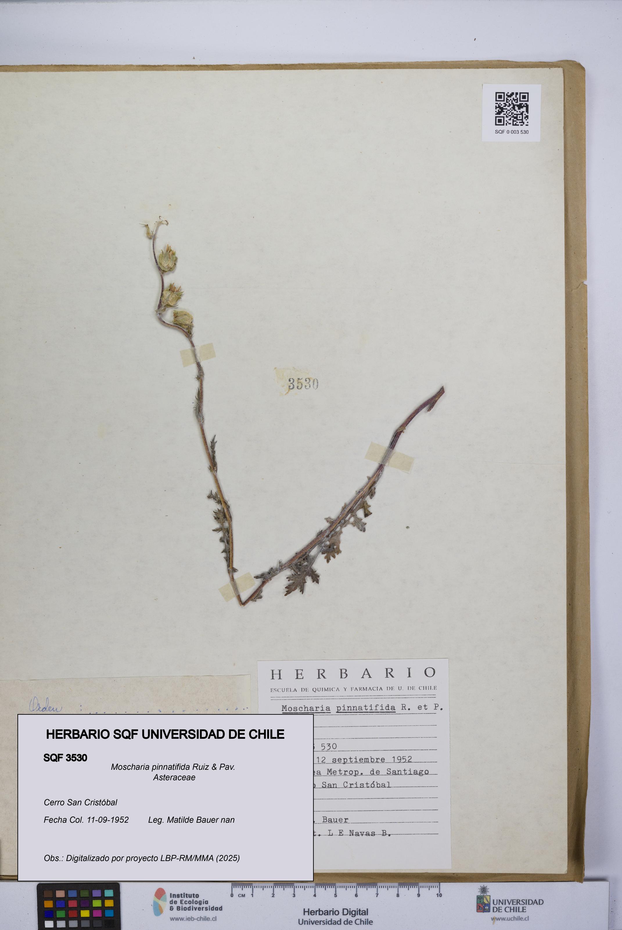 Moscharia pinnatifida [Espécimen: UCH:SQF:0003530]