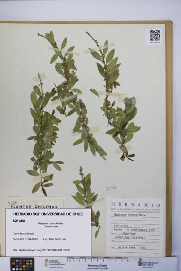 Maytenus boaria [Espécimen: UCH:SQF:0003556]