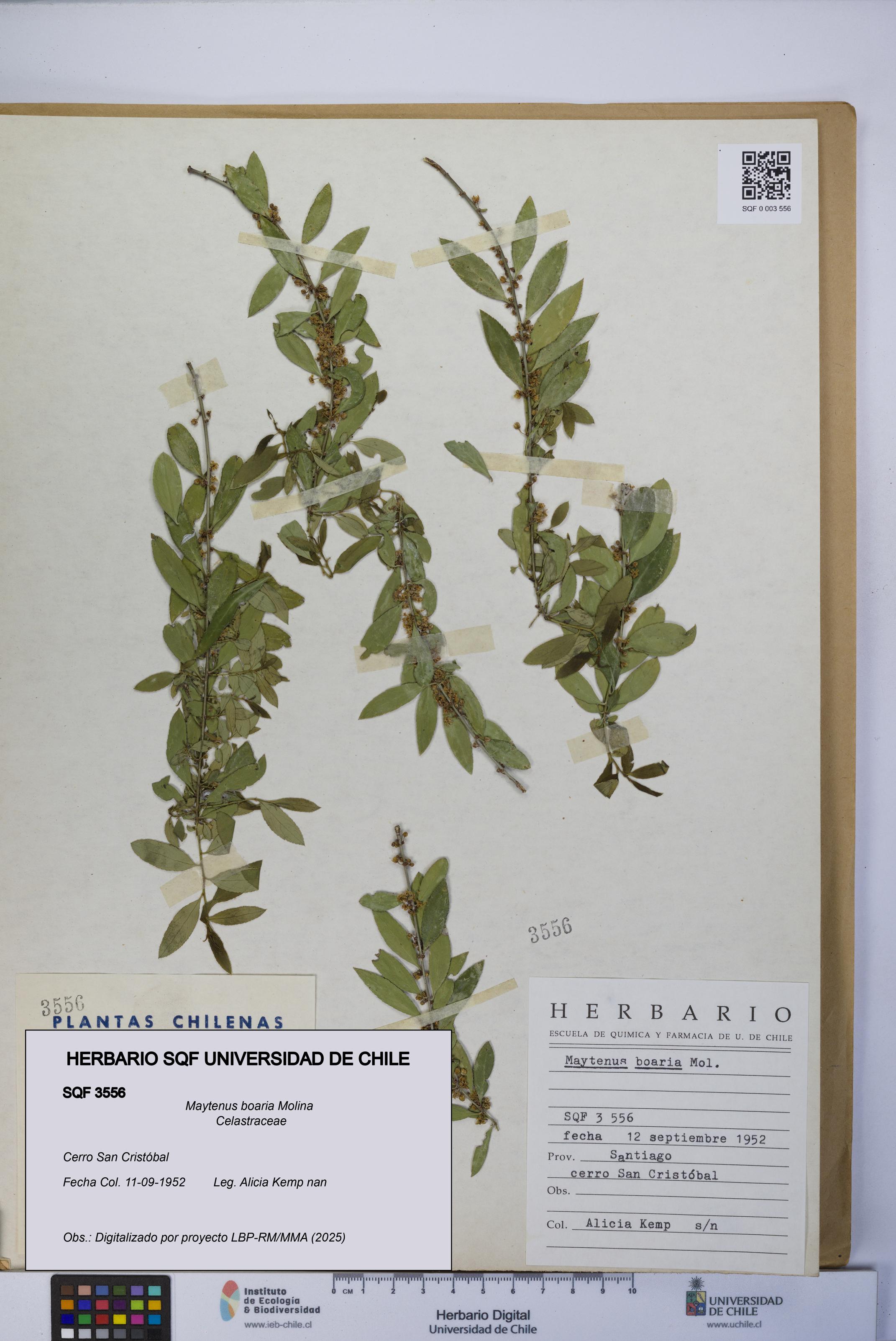 Maytenus boaria [Espécimen: UCH:SQF:0003556]