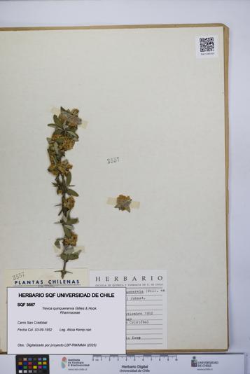 Trevoa quinquenervia [Espécimen: UCH:SQF:0003557]