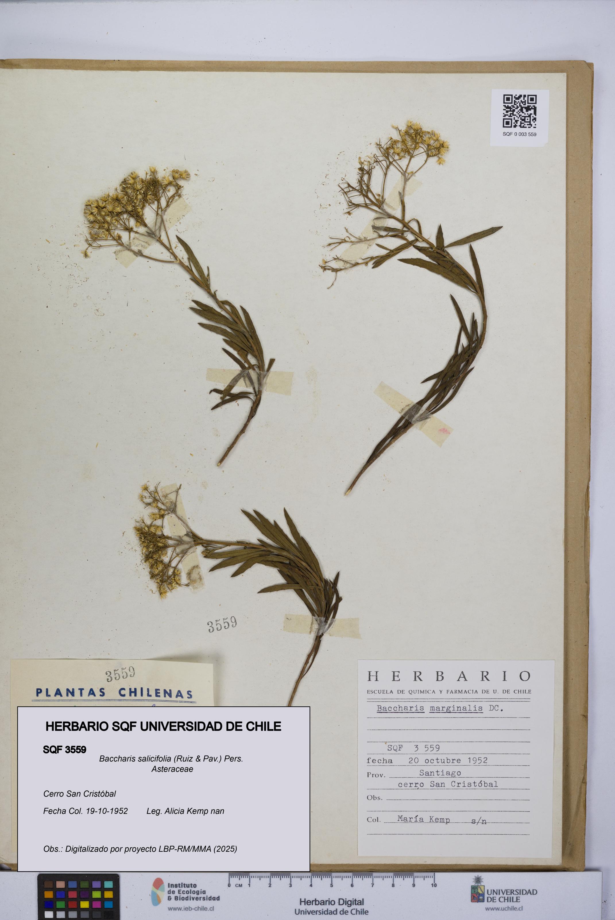 Baccharis salicifolia [Espécimen: UCH:SQF:0003559]