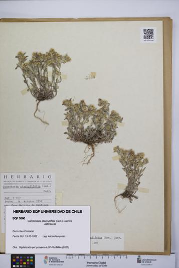 Gamochaeta stachydifolia [Espécimen: UCH:SQF:0003560]