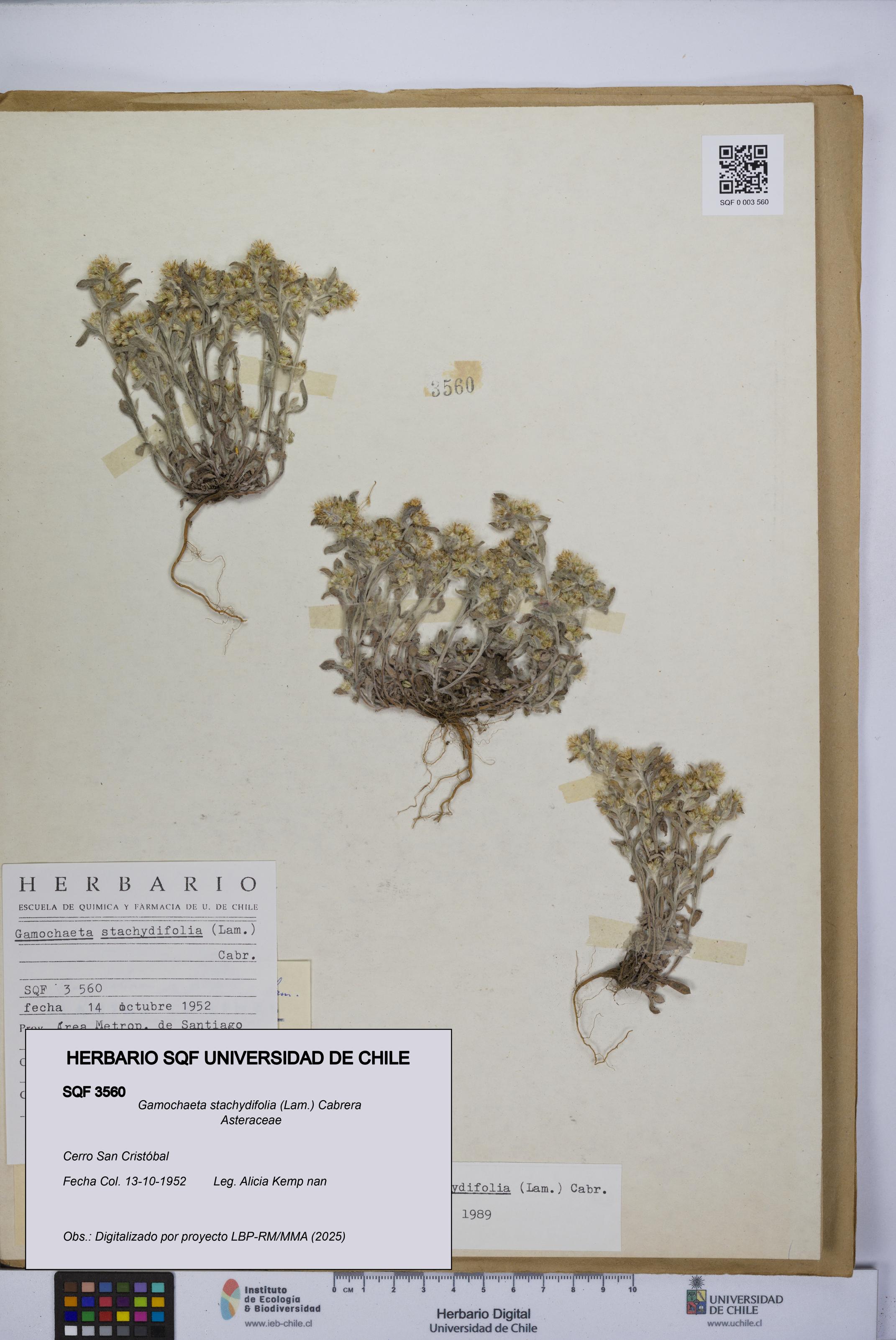 Gamochaeta stachydifolia [Espécimen: UCH:SQF:0003560]