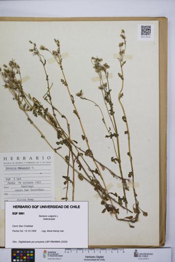 Senecio vulgaris [Espécimen: UCH:SQF:0003561]