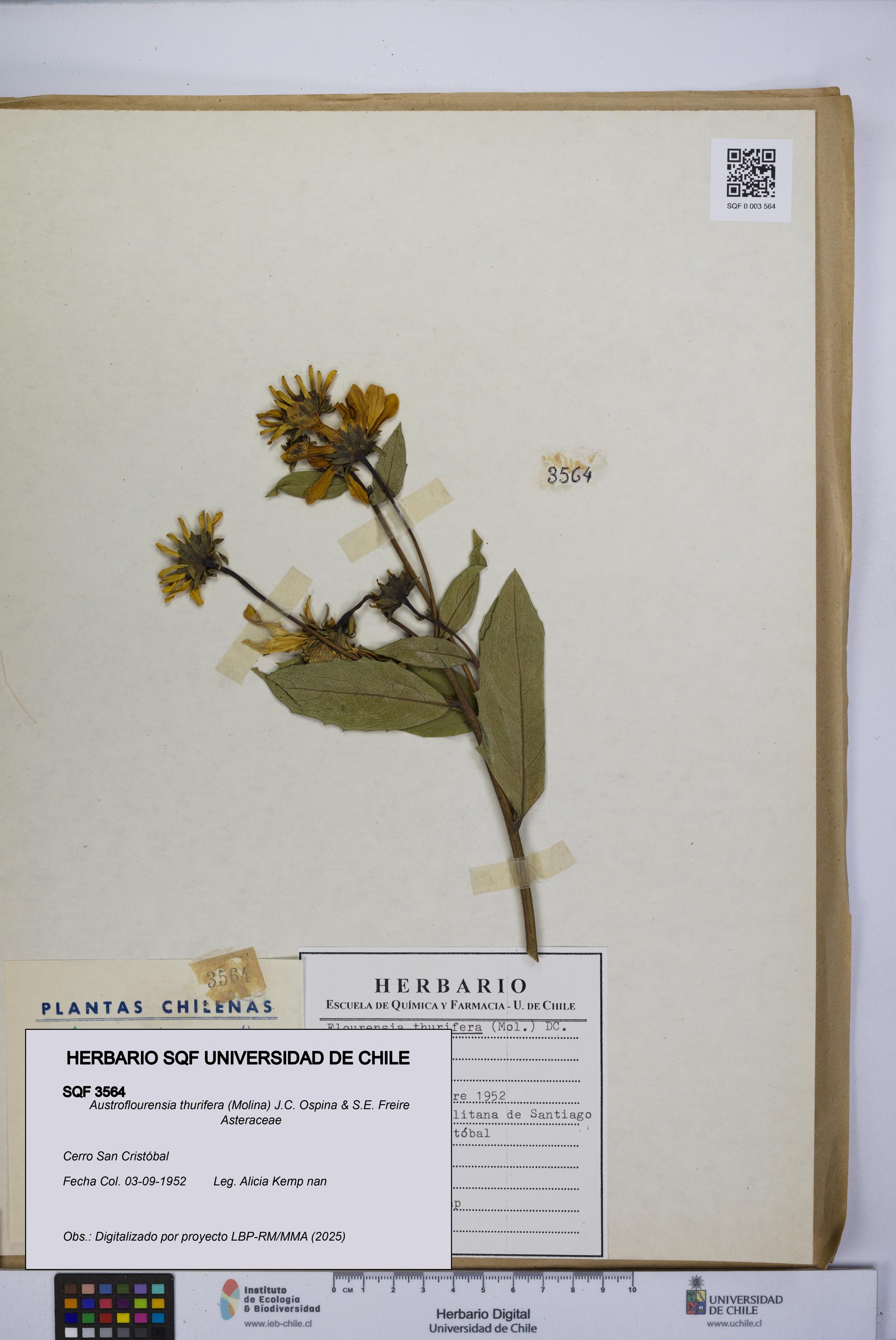 Austroflourensia thurifera [Espécimen: UCH:SQF:0003564]