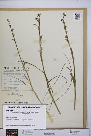 Trichopetalum plumosum [Espécimen: UCH:SQF:0003567]