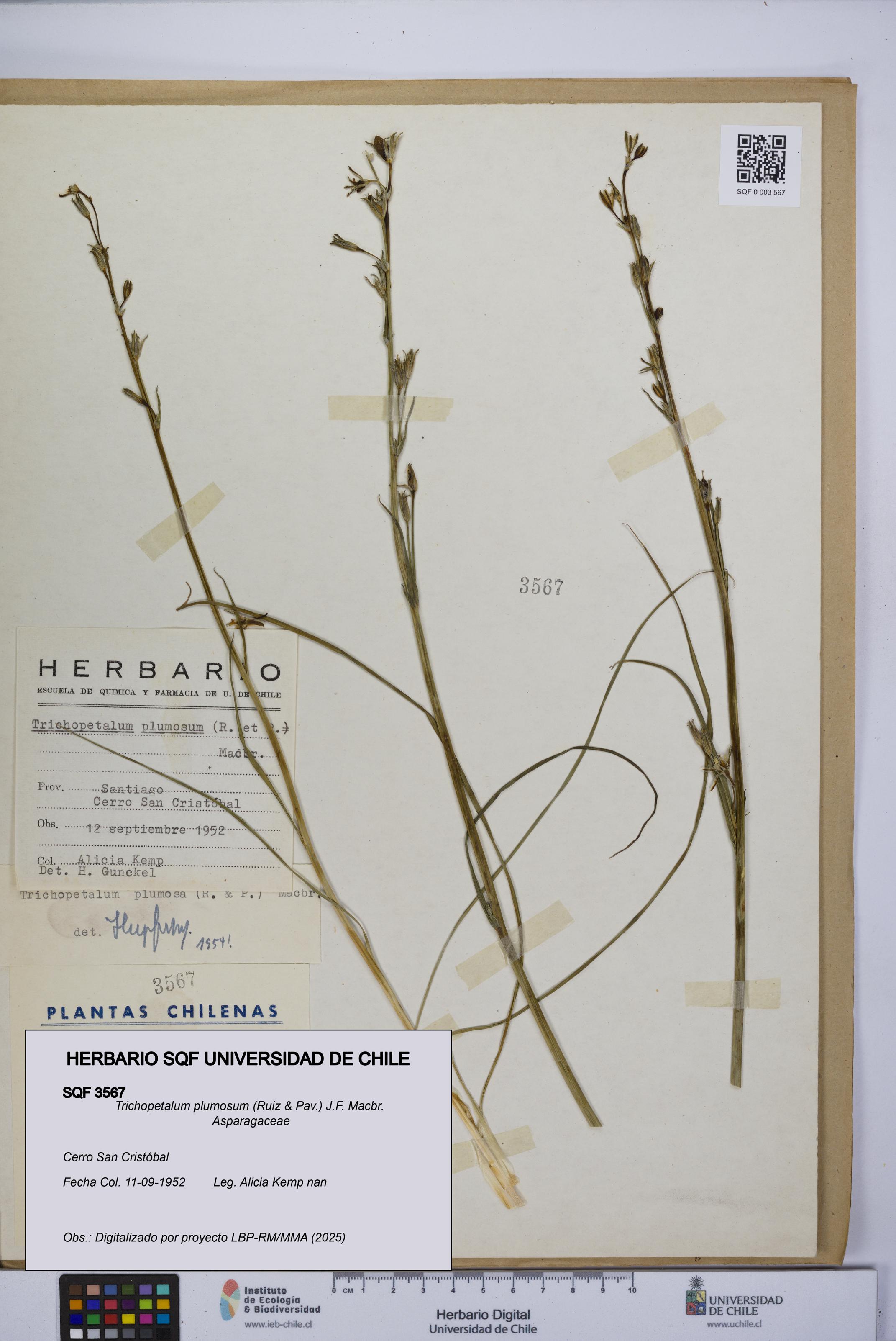 Trichopetalum plumosum [Espécimen: UCH:SQF:0003567]