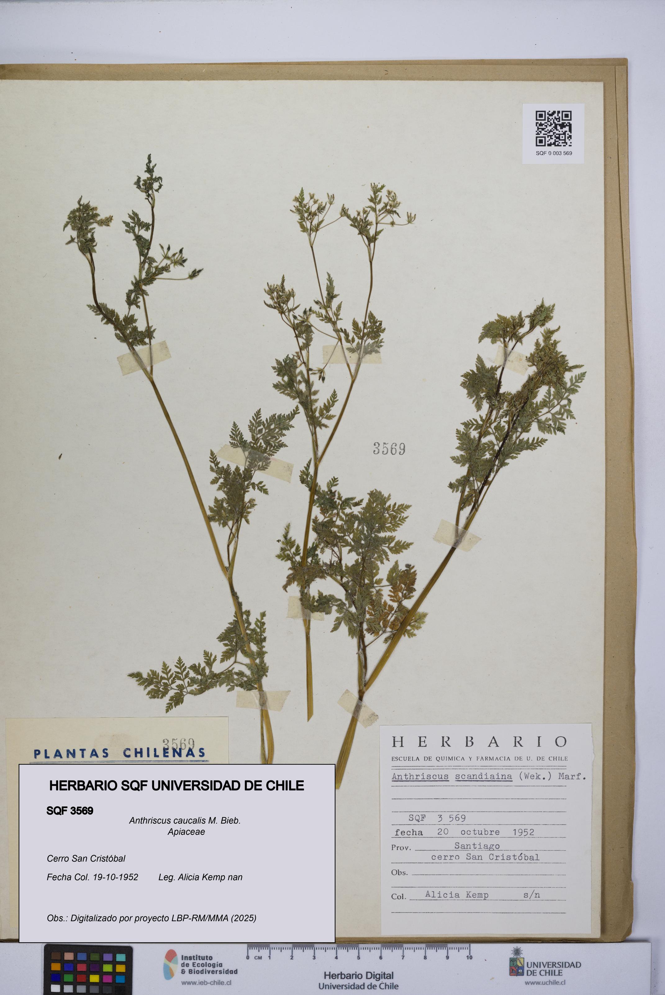 Anthriscus caucalis [Espécimen: UCH:SQF:0003569]