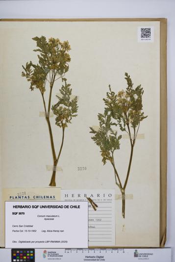 Conium maculatum [Espécimen: UCH:SQF:0003570]