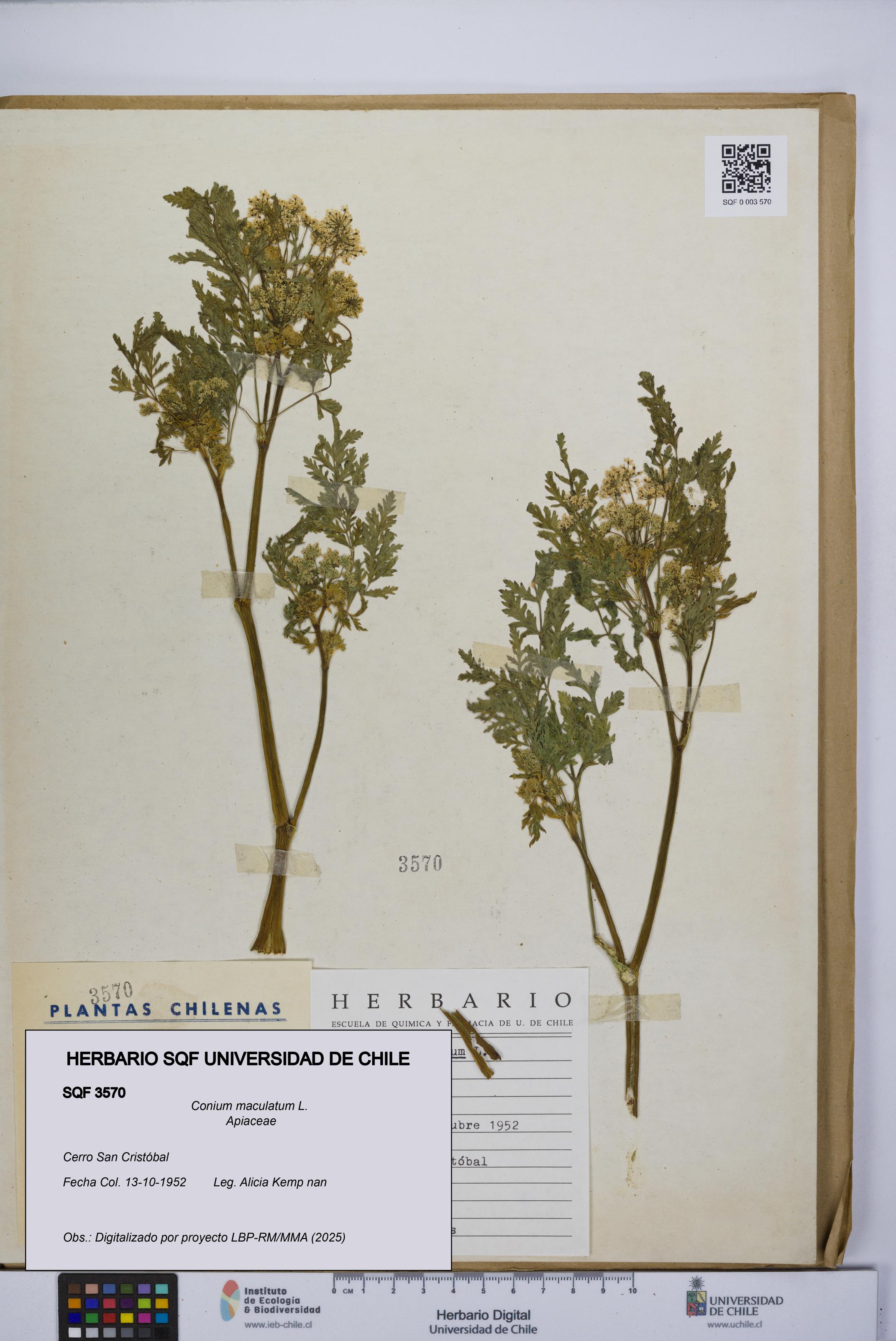 Conium maculatum [Espécimen: UCH:SQF:0003570]