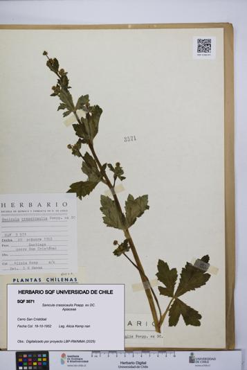 Sanicula crassicaulis [Espécimen: UCH:SQF:0003571]