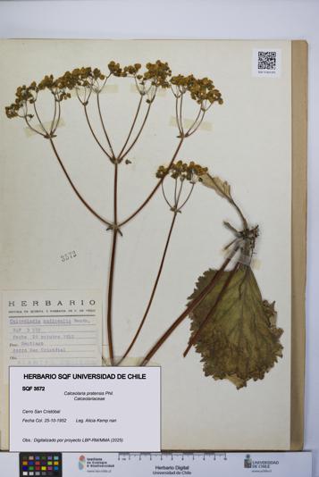 Calceolaria pratensis [Espécimen: UCH:SQF:0003572]