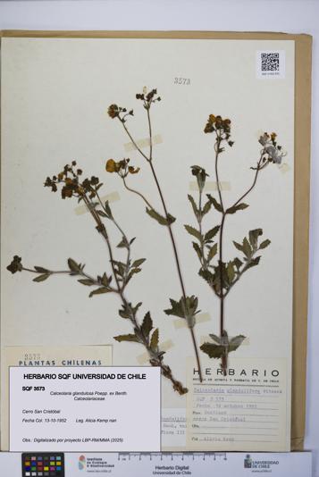 Calceolaria glandulosa [Espécimen: UCH:SQF:0003573]