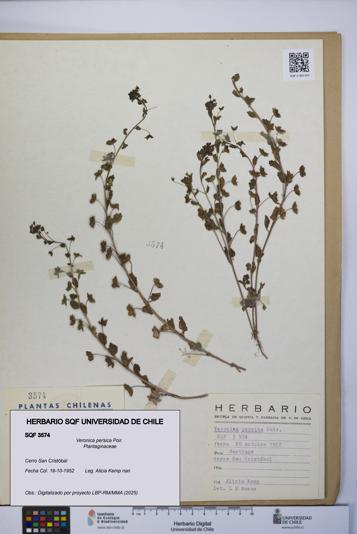 Veronica persica [Espécimen: UCH:SQF:0003574]