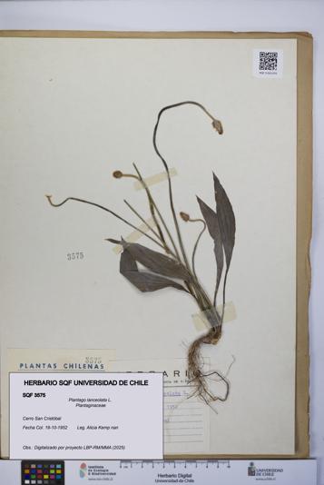 Plantago lanceolata [Espécimen: UCH:SQF:0003575]