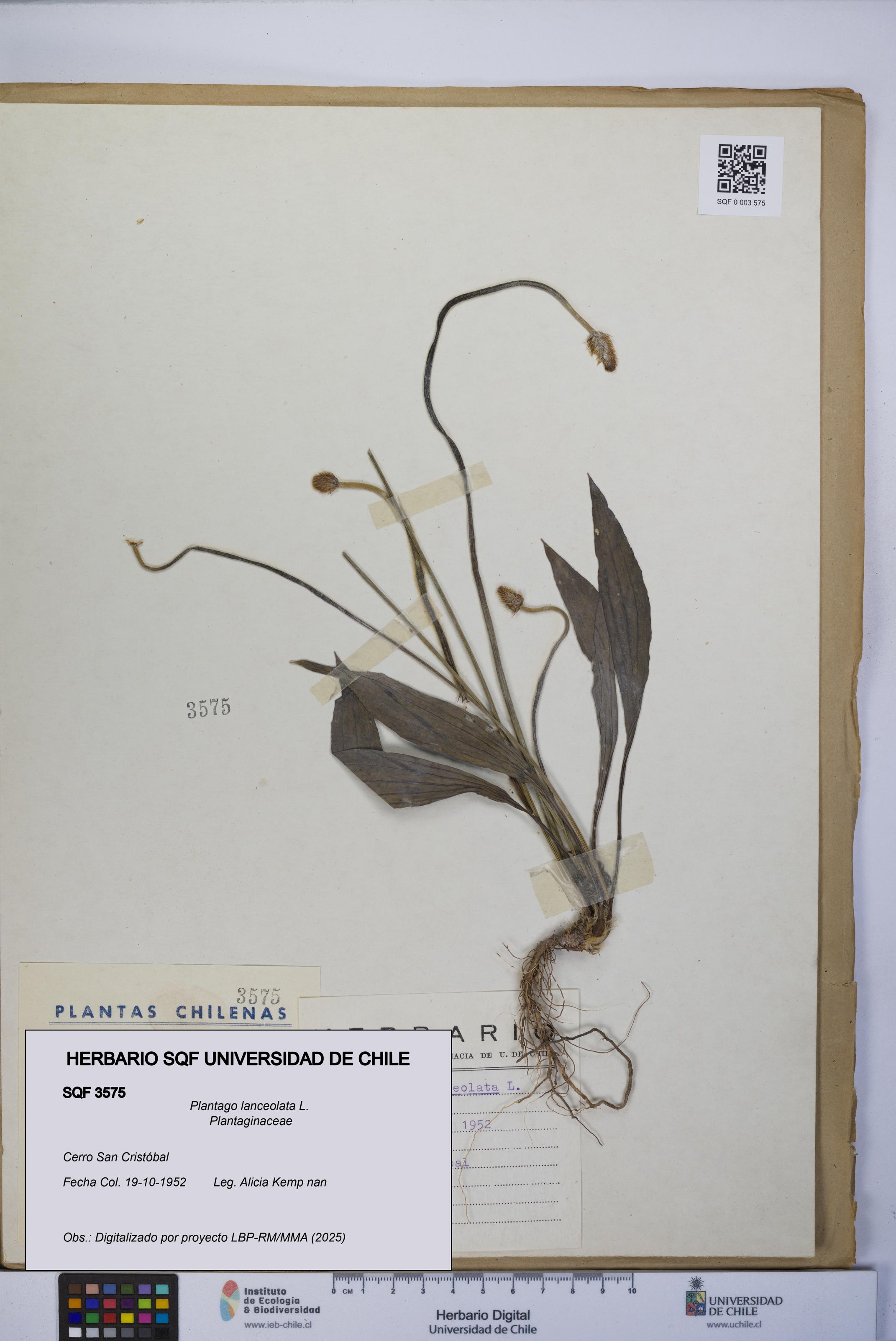 Plantago lanceolata [Espécimen: UCH:SQF:0003575]