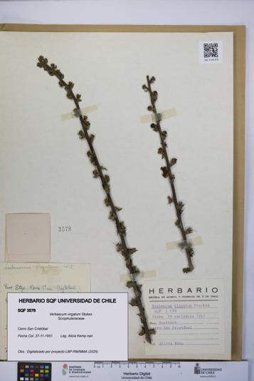 Verbascum virgatum [Espécimen: UCH:SQF:0003578]