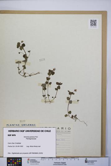 Veronica persica [Espécimen: UCH:SQF:0003579]