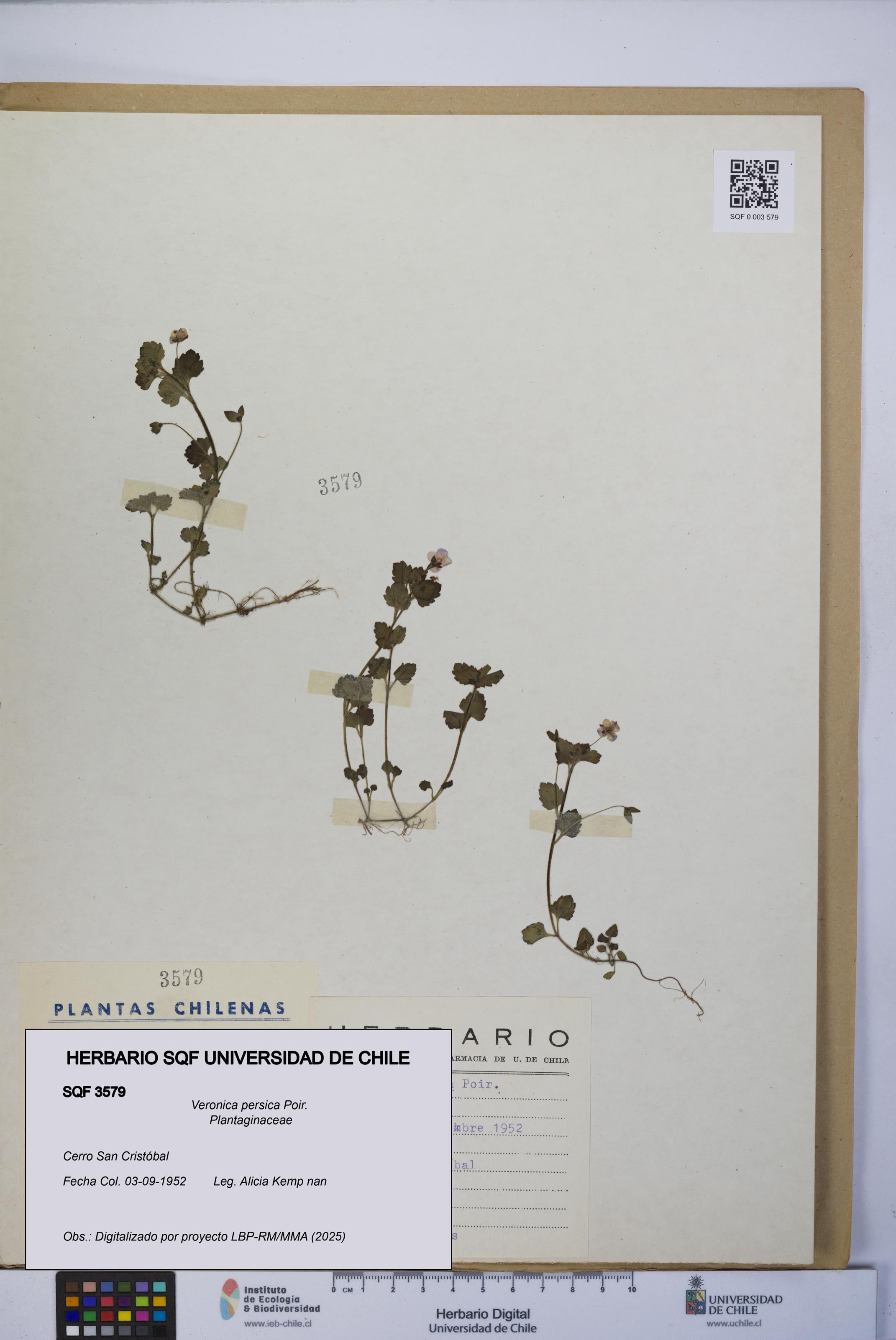 Veronica persica [Espécimen: UCH:SQF:0003579]