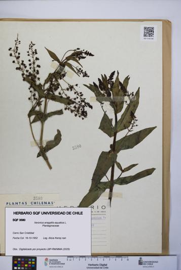 Veronica anagallis-aquatica [Espécimen: UCH:SQF:0003580]