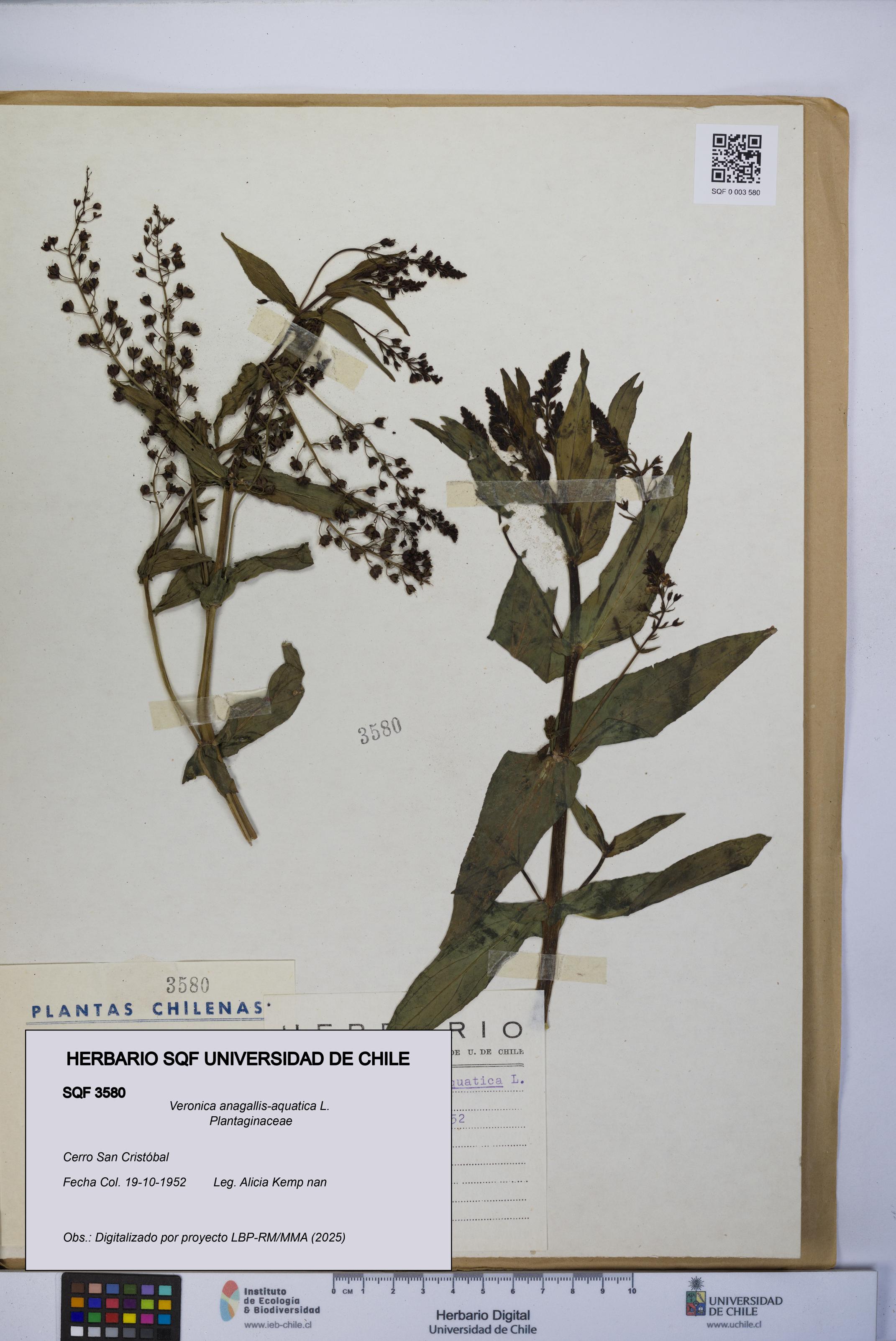 Veronica anagallis-aquatica [Espécimen: UCH:SQF:0003580]