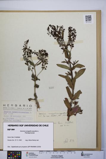 Veronica anagallis-aquatica [Espécimen: UCH:SQF:0003581]