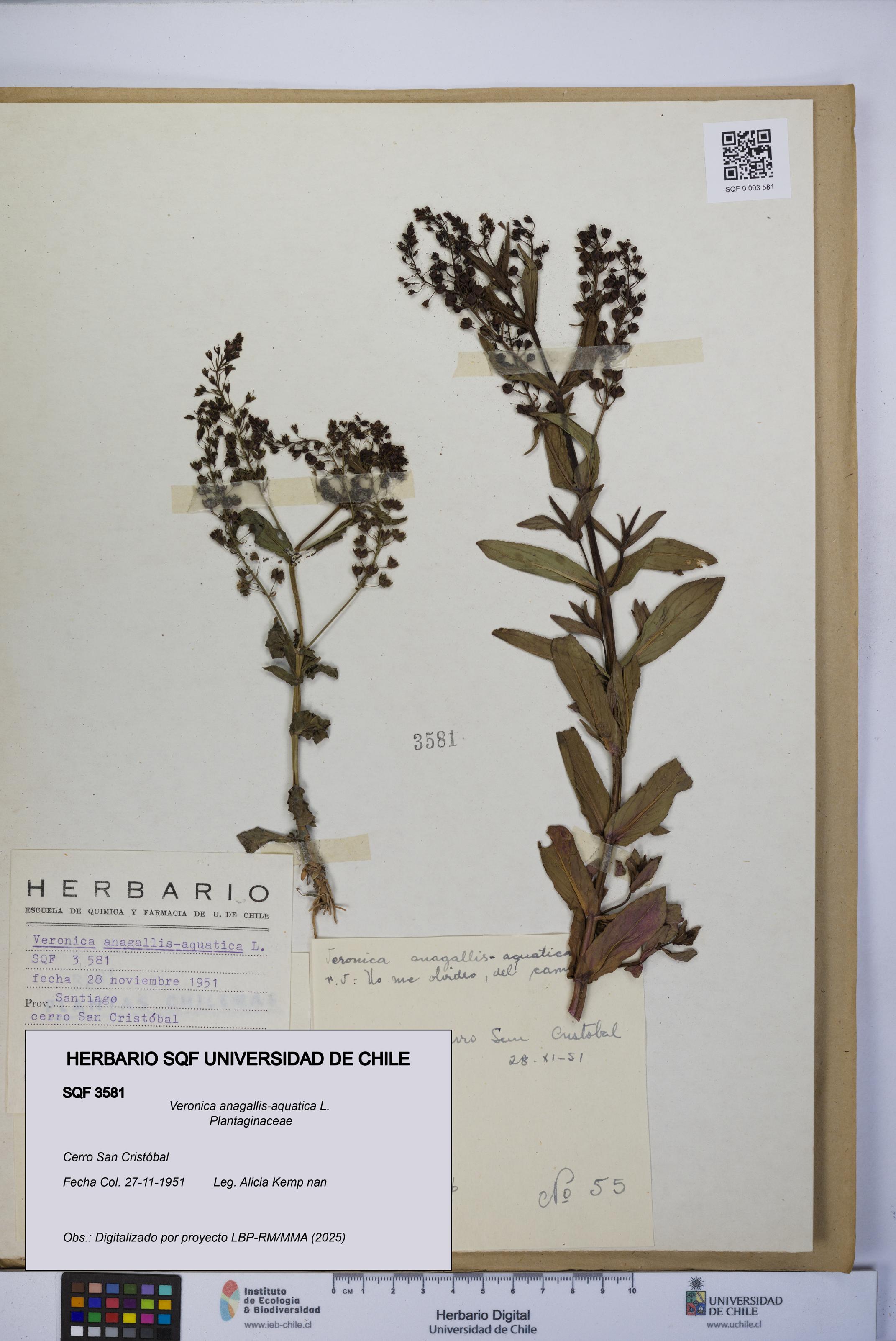 Veronica anagallis-aquatica [Espécimen: UCH:SQF:0003581]