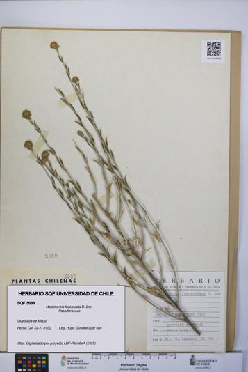 Malesherbia fasciculata [Espécimen: UCH:SQF:0003588]