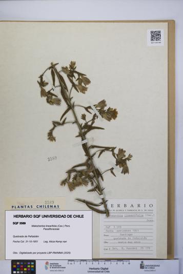 Malesherbia linearifolia [Espécimen: UCH:SQF:0003589]
