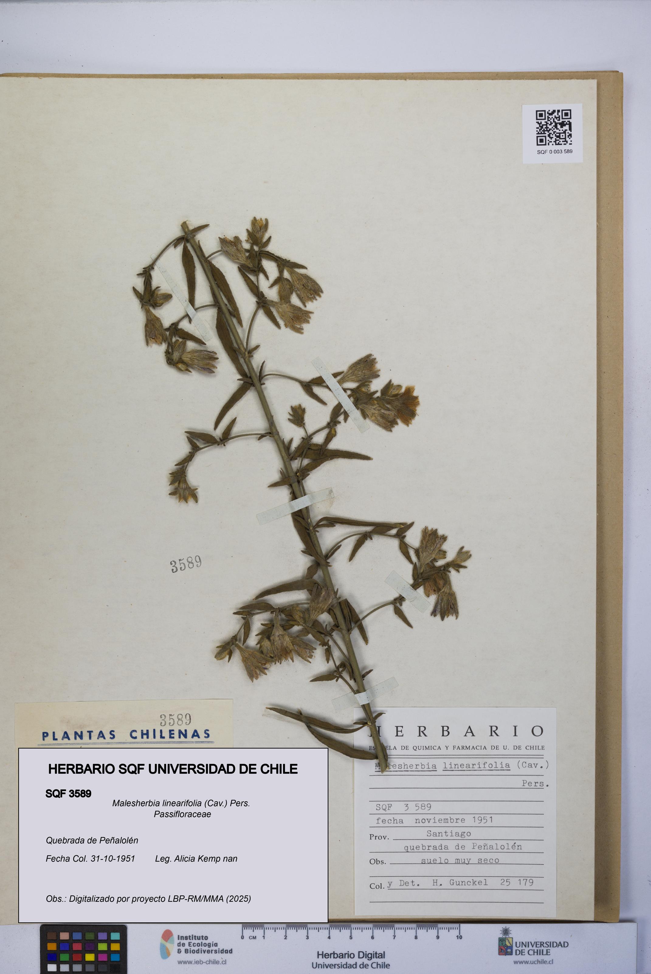 Malesherbia linearifolia [Espécimen: UCH:SQF:0003589]