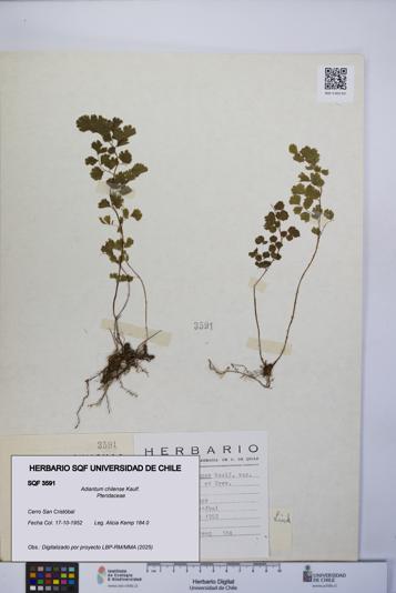 Adiantum chilense [Espécimen: UCH:SQF:0003591]