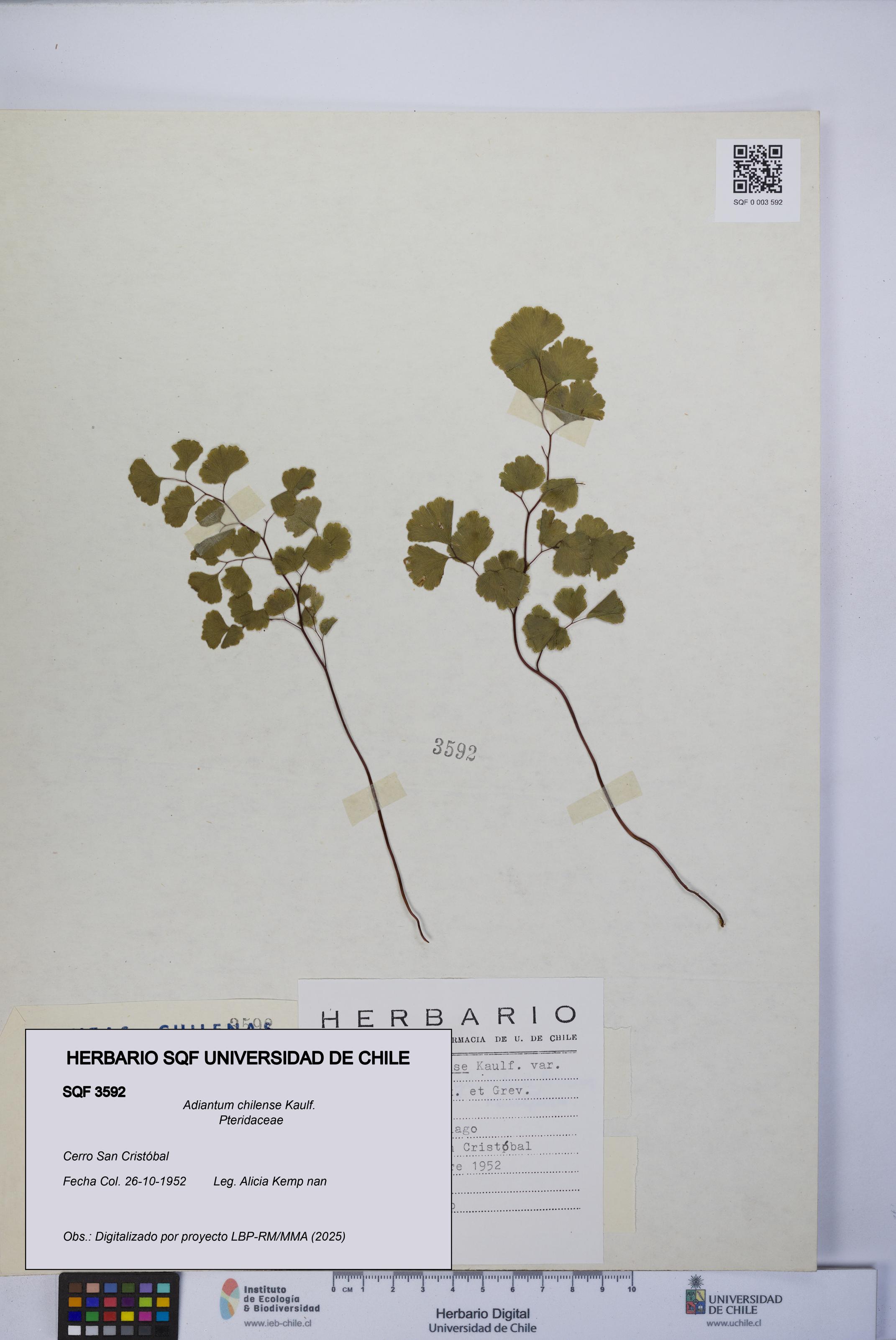Adiantum chilense [Espécimen: UCH:SQF:0003592]