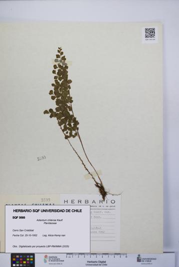 Adiantum chilense [Espécimen: UCH:SQF:0003593]