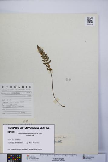 Cheilanthes hypoleuca [Espécimen: UCH:SQF:0003594]