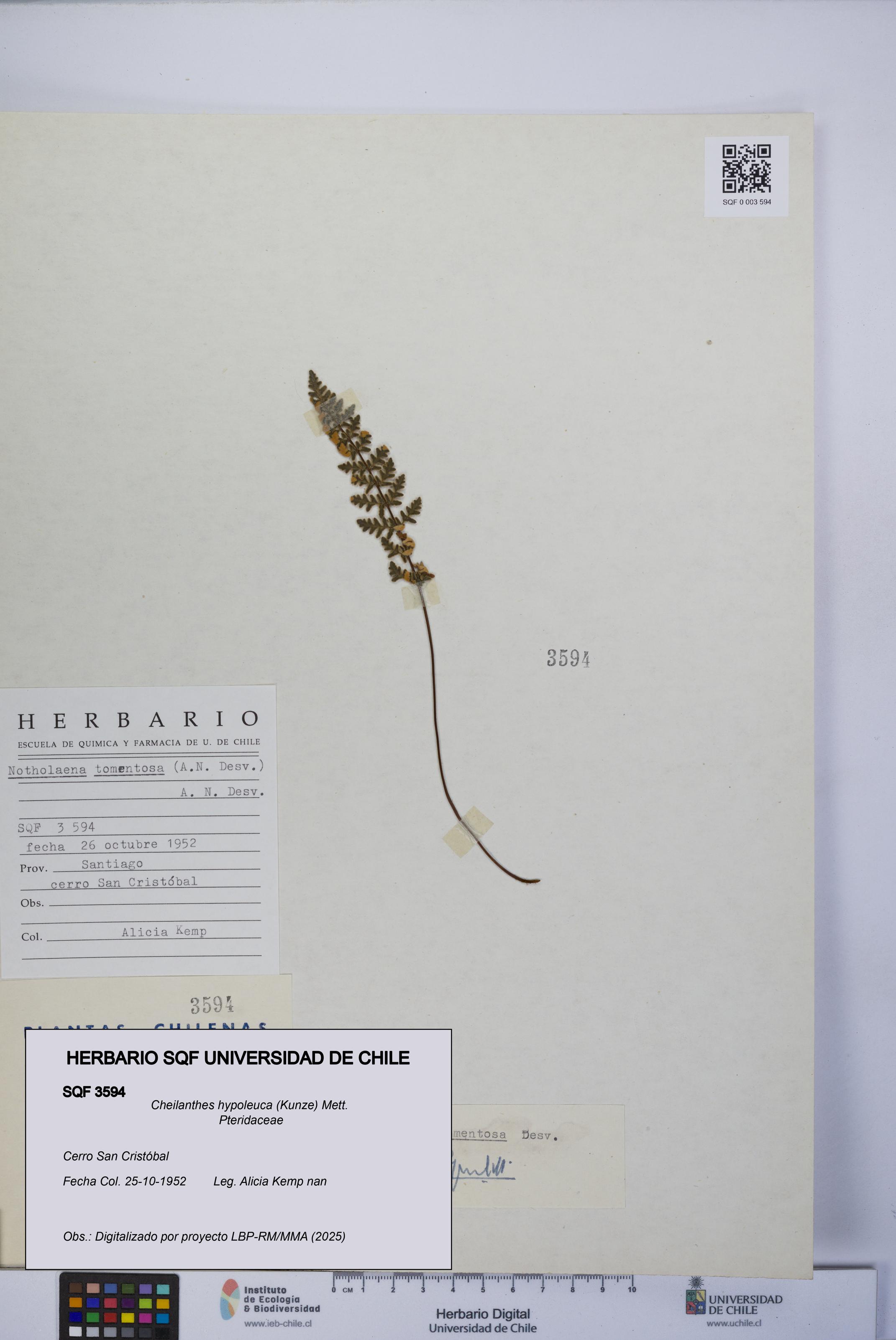 Cheilanthes hypoleuca [Espécimen: UCH:SQF:0003594]