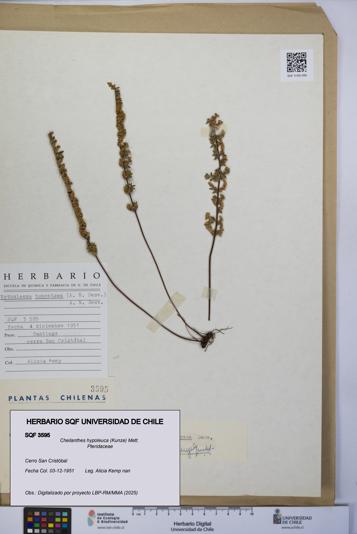 Cheilanthes hypoleuca [Espécimen: UCH:SQF:0003595]
