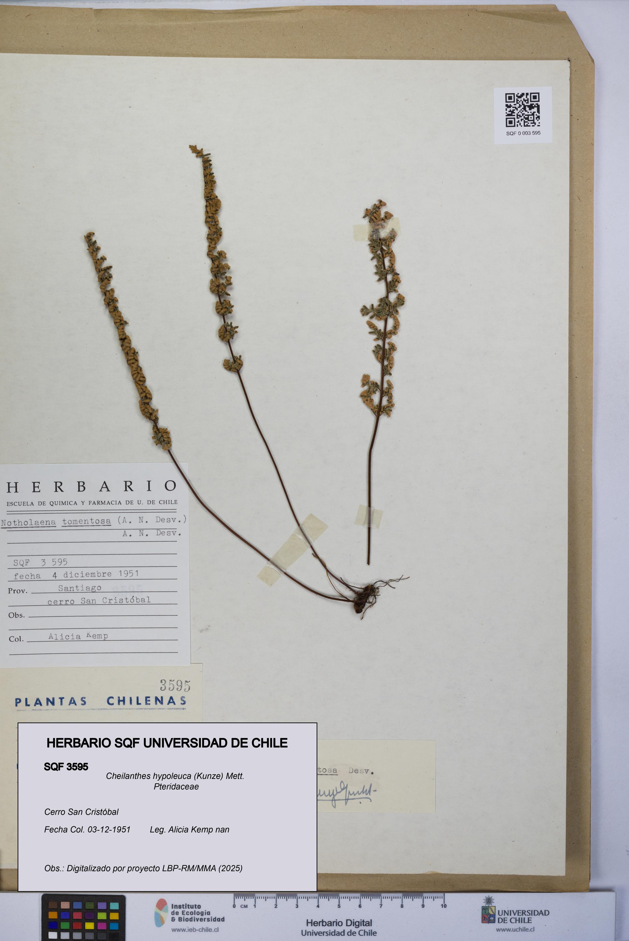 Cheilanthes hypoleuca [Espécimen: UCH:SQF:0003595]