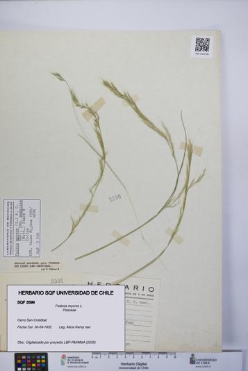 Festuca myuros [Espécimen: UCH:SQF:0003596]