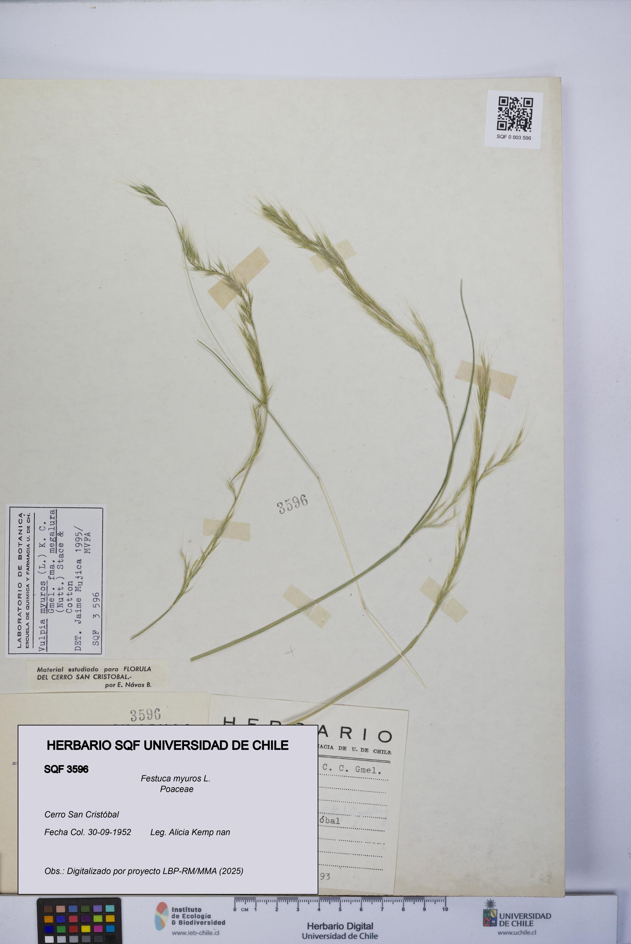 Festuca myuros [Espécimen: UCH:SQF:0003596]