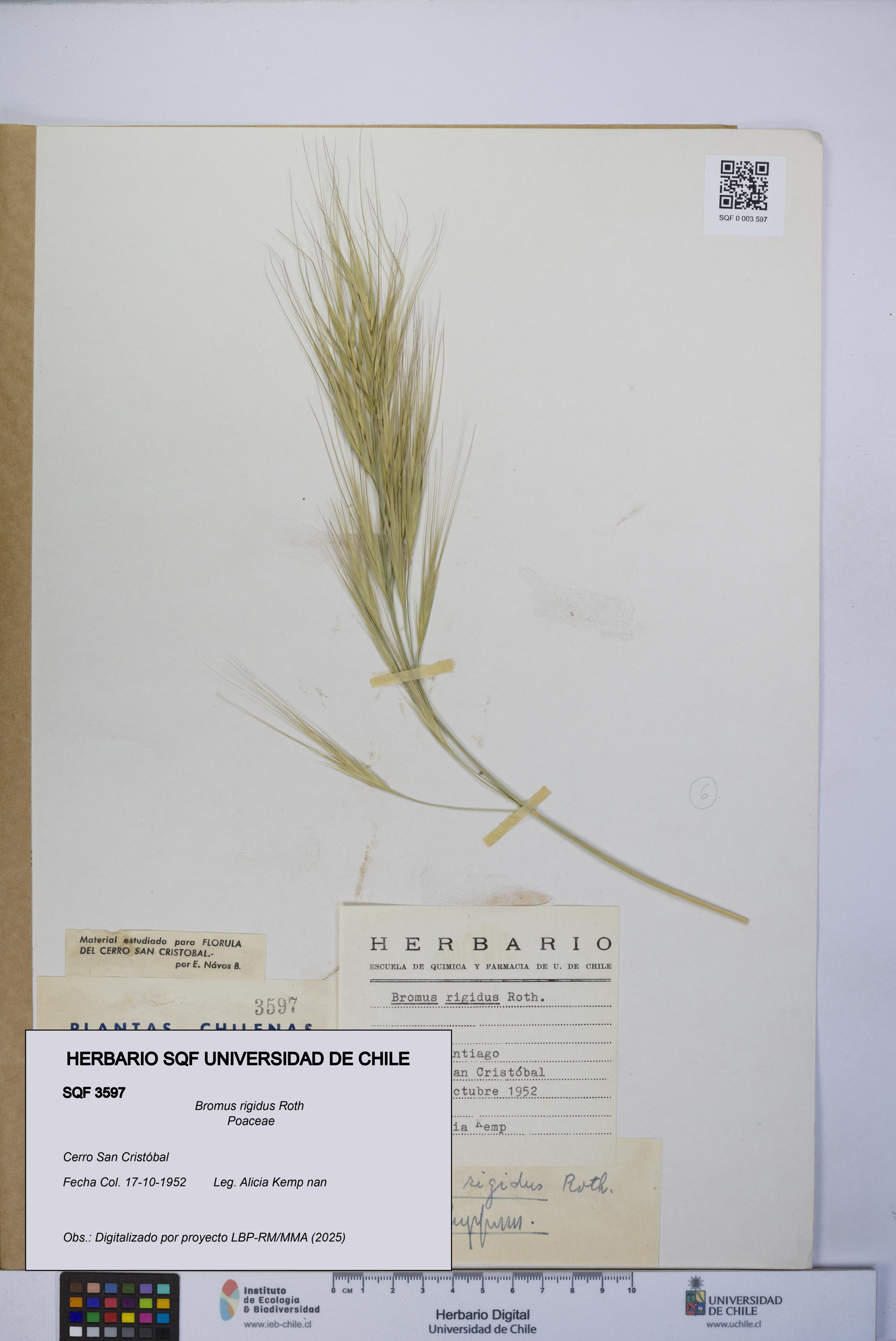 Bromus rigidus [Espécimen: UCH:SQF:0003597]