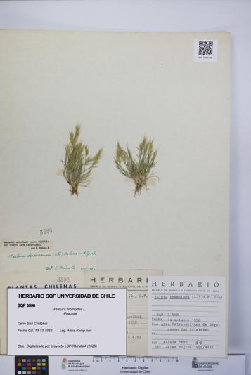 Festuca bromoides [Espécimen: UCH:SQF:0003598]