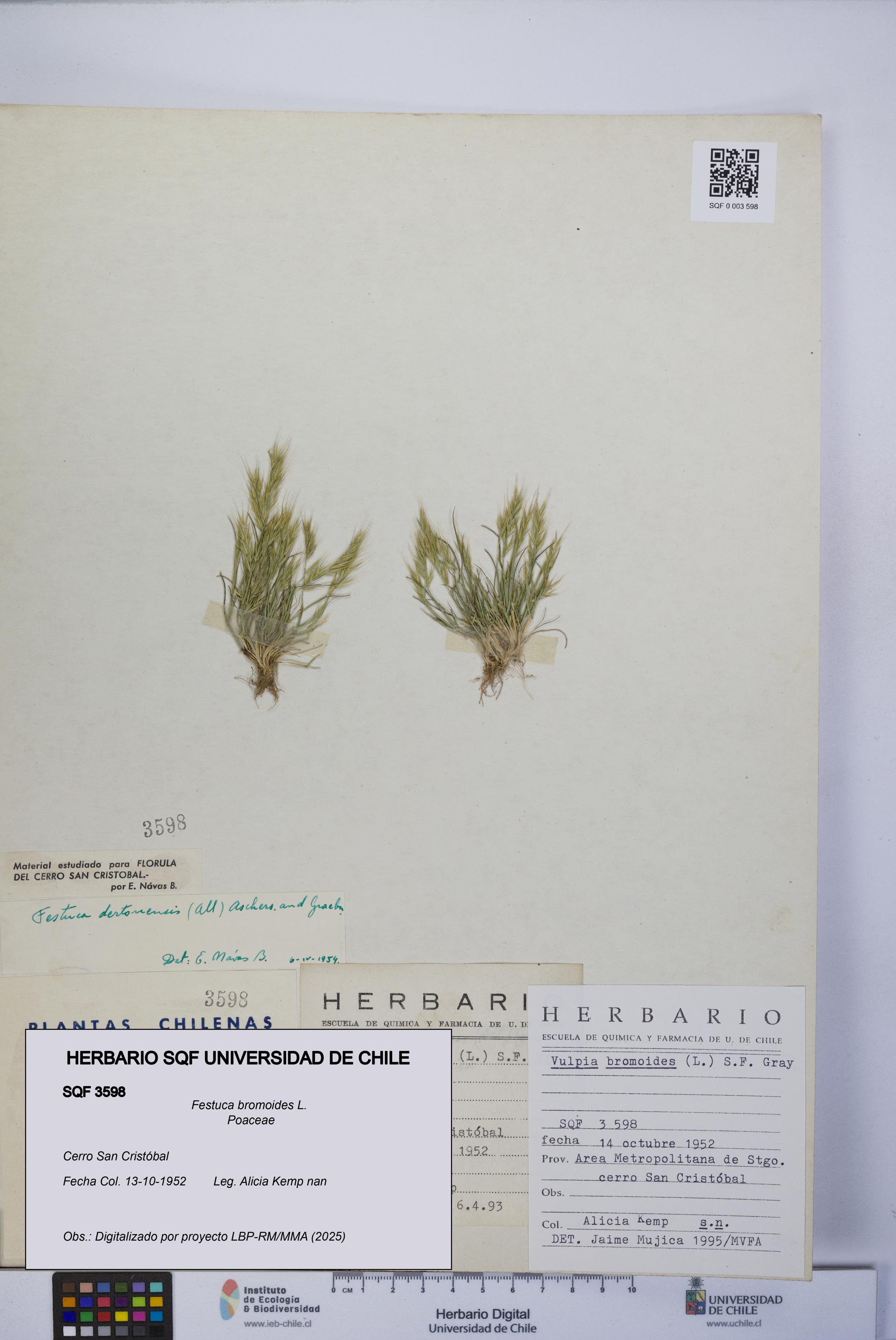 Festuca bromoides [Espécimen: UCH:SQF:0003598]
