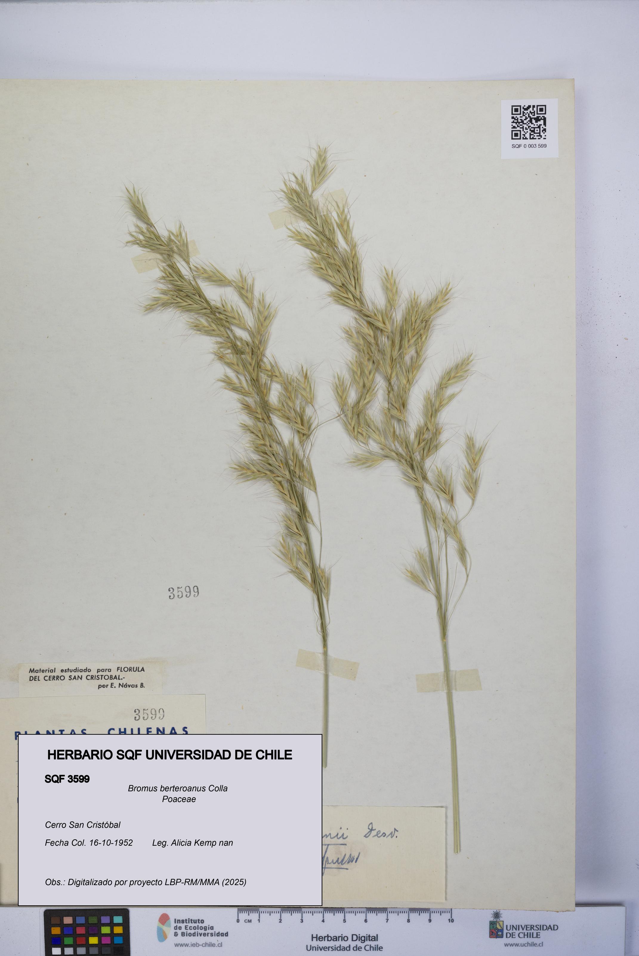 Bromus berteroanus [Espécimen: UCH:SQF:0003599]