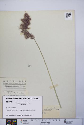 Polypogon australis [Espécimen: UCH:SQF:0003601]