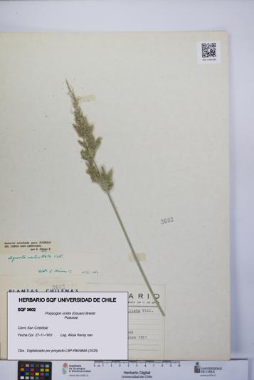Polypogon viridis [Espécimen: UCH:SQF:0003602]