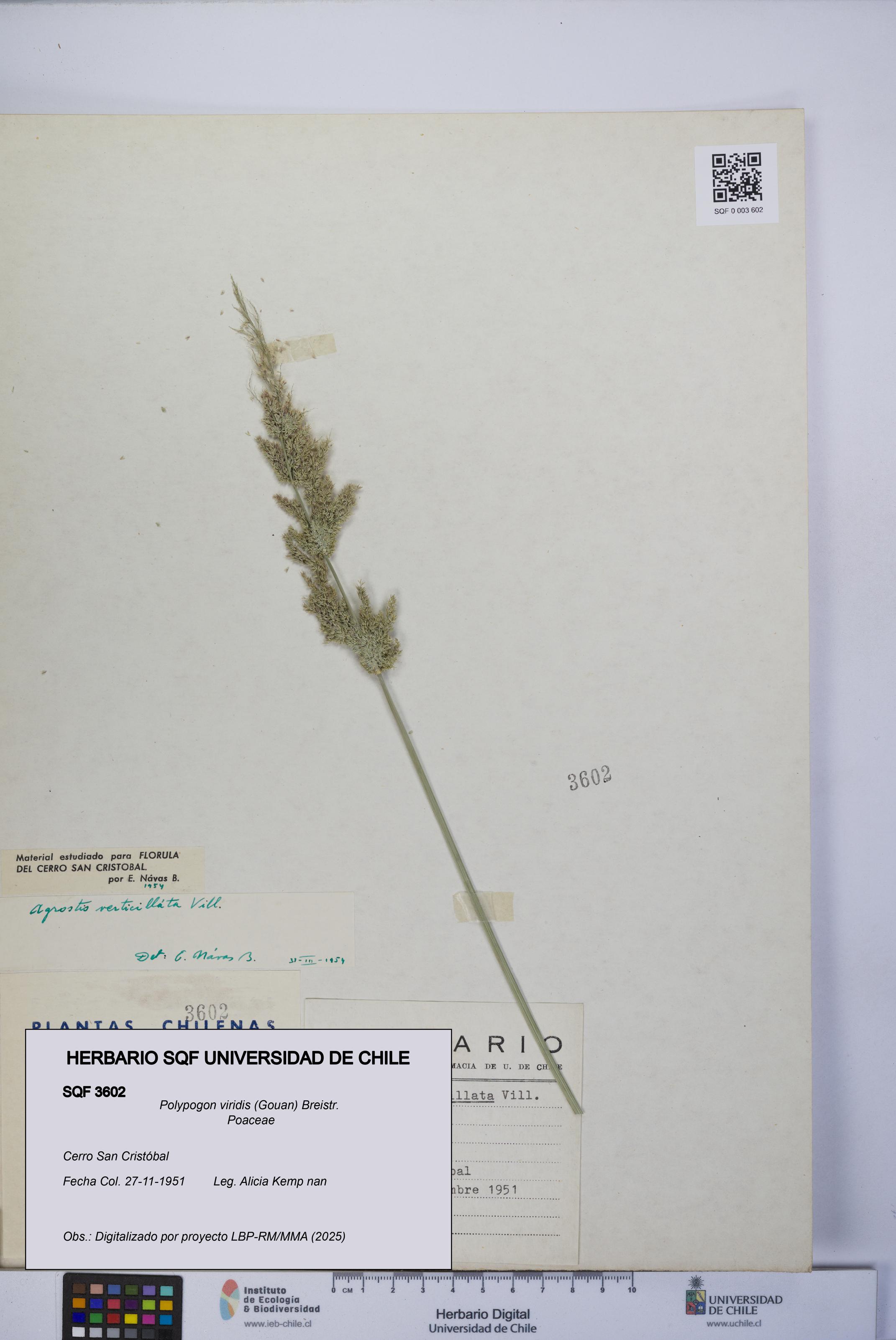 Polypogon viridis [Espécimen: UCH:SQF:0003602]