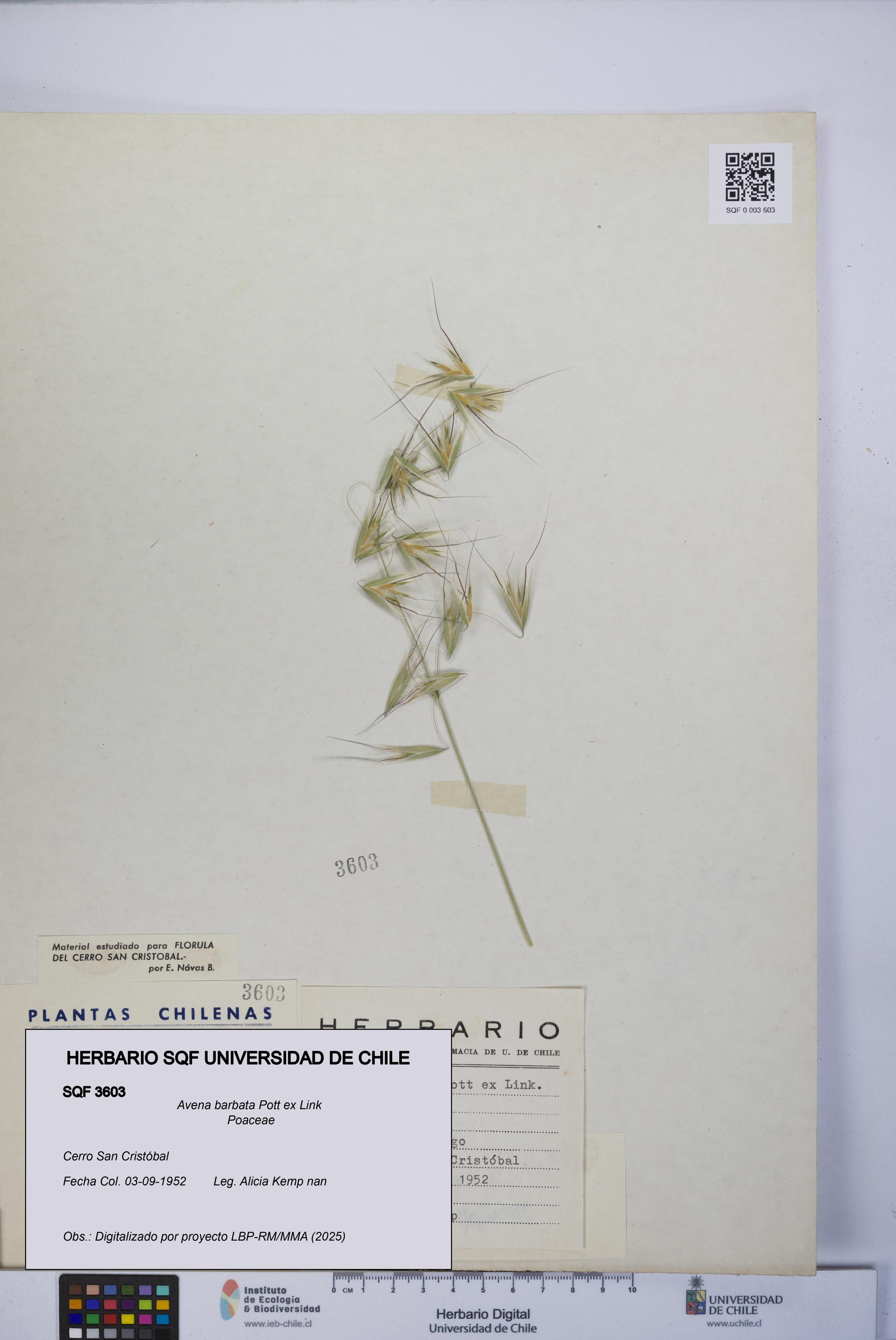 Avena barbata [Espécimen: UCH:SQF:0003603]
