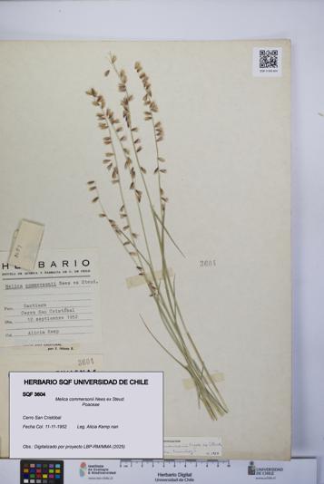 Melica commersonii [Espécimen: UCH:SQF:0003604]