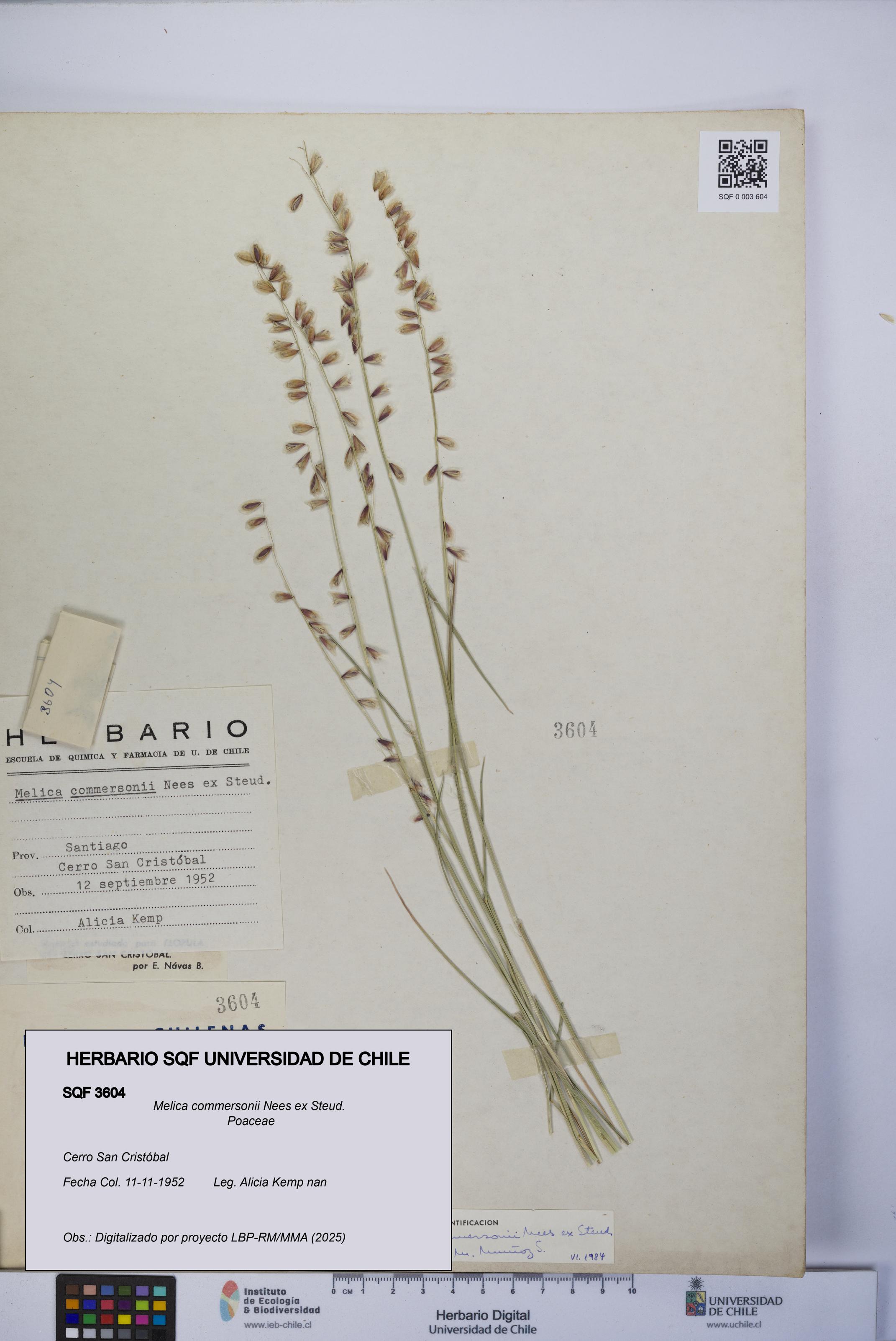 Melica commersonii [Espécimen: UCH:SQF:0003604]